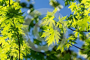 Graceful young green leaves of Acer saccharinum  against the sun on blue sky background. Nature concept