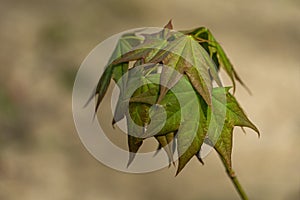 Graceful young leaves of maple Acer mono. Delicate maple twig on blurred beige background. Spring nature concept