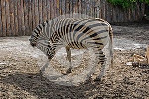 Graceful zebra.