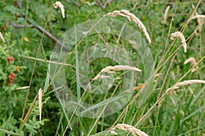 The gracefull infloresence of Reed Canary Grass aginst a blurred brush background in the fall. photo