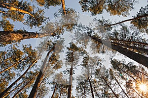 Gracefull pine trees in a forest. Nature background