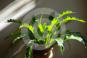 Gracefully adorning a cozy corner of the house, a Bird\'s Nest Fern thrives within its pot