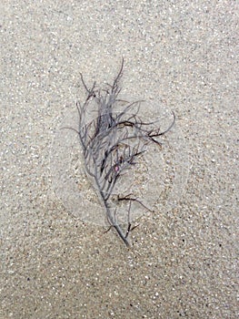 Gracilaria Algae on a Gloomy Winter Day on Beach Sand.