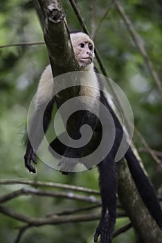 Gracile Capuchin Monkey