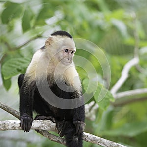 Gracile Capuchin Monkey, Wildlife in Central America.