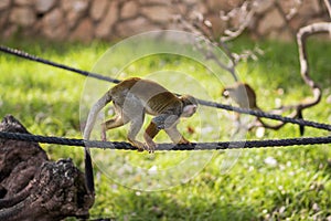 Gracile capuchin monkeys climb ropes in the warm summer sun