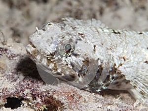 Gracile lizardfish