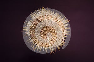 Gracilechinus acutus is a species of sea urchin in the family Echinidae, commonly known as the white sea urchin