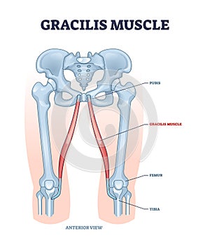 Gracilis muscle as superficial muscular system in leg and hip outline diagram