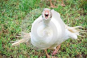 Graciosa y curiosa imagen de gansos blancos corriendo y defendiendo su honor y praderas photo