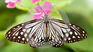 gracious black and white butterfly spreading its wings on a pink flower, this beautiful and fragile insect is a lepidoptera