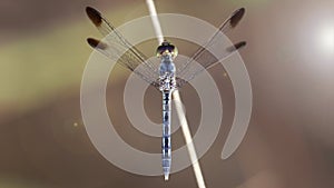 gracious blue dragonfly on a branch, macro photo of this elegant and fragile predator with wide wings and giant faceted eyes