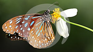 gracious brown and blue colorful butterfly looking for pollen on a white daisy flower, macro photography