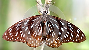 gracious butterfly resting on a branch spreading its wings, this fragile colorful insect is a lepidoptera