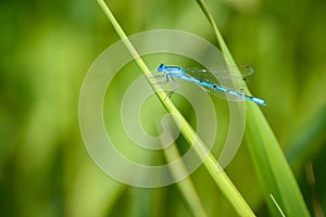 Gracious fawn, blue dragonfly resting on a leaf on the shore of the lake