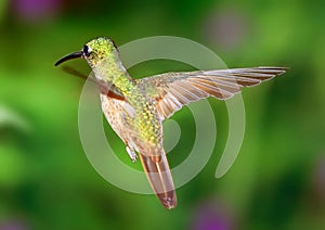 Gracious Hummingbird Flight