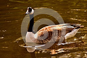 A gracious and magnificent Canada goose