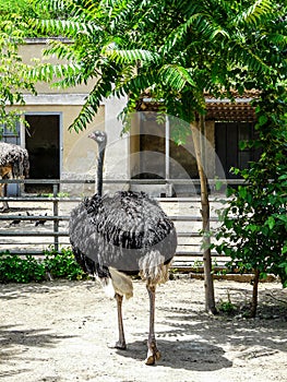 A gracious ostrich in Ukrainian zoo