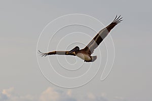 Gracious Pelican flying over Puerto Vallarta, Mexico