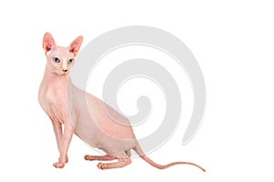 Gracious pretty naked sphinx cat sitting down