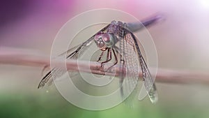 gracious silver dragonfly on a branch, macro photo of this delicate and elegant Odonata with wide wings and big faceted eyes. 