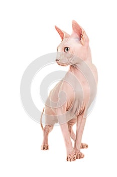 Gracious sphynx cat