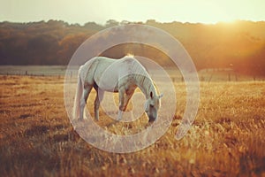 Gracious white and gray horse grazing in the field at sunrise on a summer day photo