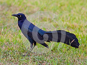 Grackle