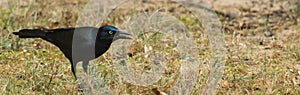 Grackle-beak open