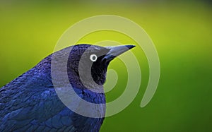 Grackle blue/black bird with green background