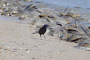 Grackle carrying a beak full of Horseshoe Crab Eggs