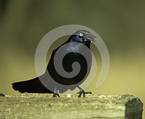 A Grackle Enjoying Sunflower Seeds