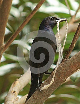 Grackle- knot lunch