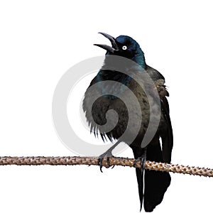 Grackle screeches while perched on a branch photo
