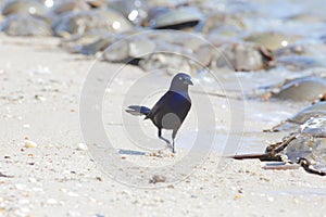 Grackle searching for Horseshoe Crab Eggs