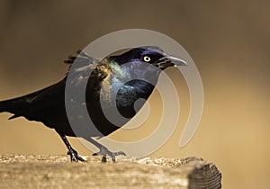 Grackle Shows Its Iridescent Colors