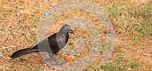 Grackle w/seed