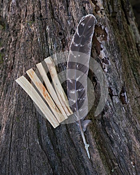 Grade A barred turkey smudging feather and Peruvian Palo Santo holy wood incense sticks on fibrous tree bark in forest