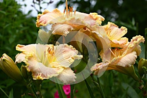 Grade hemerocallis Singular Sensation.