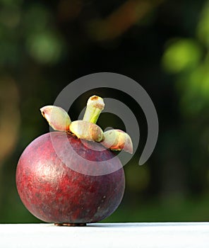 Grade A Mangosteen