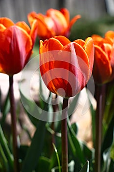 Grade tulips Princess Irene.Vertical arrangement.
