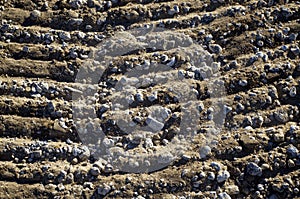 Graded dirt with stones