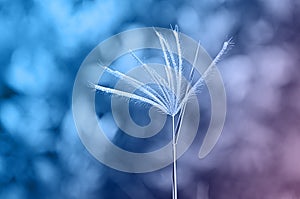 Gradient color fillter of Grass flower with light bokeh backgrounds