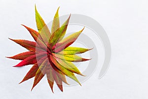 Gradient colored leaves arranged as flower