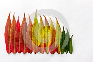 Gradient colored leaves arranged in a row