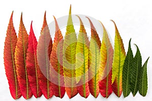 Gradient colored leaves arranged in a row closeup