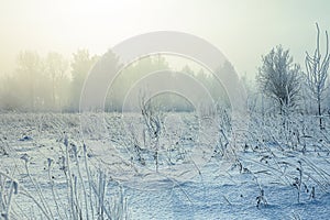 Gradient colorize snowy landscape with snow fog