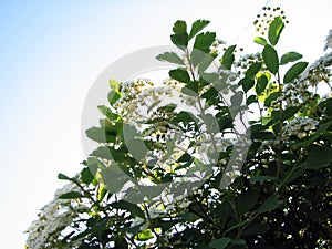Gradient image of flowering bushes