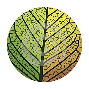 Gradient Leaf Vein Pattern in Circle