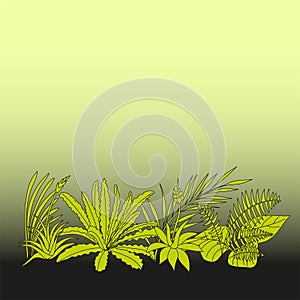Gradient square border background with tropical epiphytes